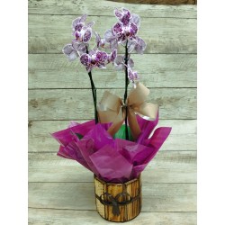 Mini Orquídea Pote 9 "Cor Variada" 